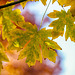 Green and Yellow Maple Leaves