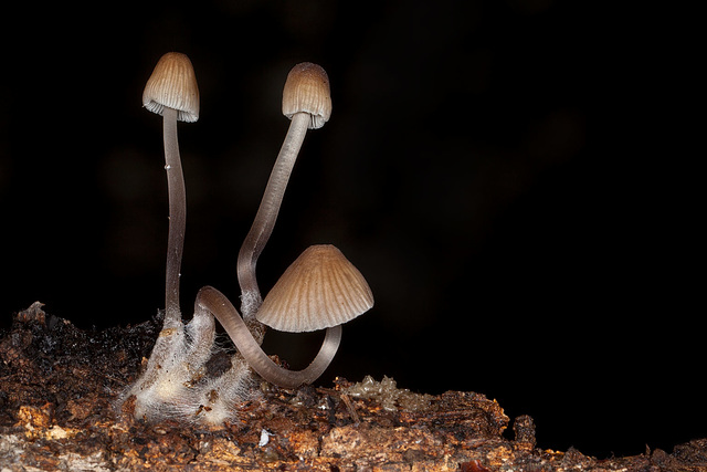 310/365: "You laugh at me because I'm different, I laugh at you because you're all the same." ~ Jonathan Davis (Don't miss the smallest mushrooms I've ever photographed!!)