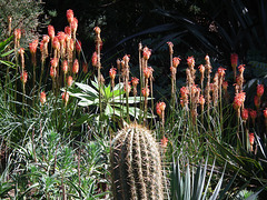 Cactus and Red Hot pokers!