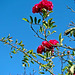 Roses against the sky.