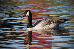 Canada Goose Swimming Through Maple Tree Reflection