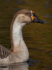 Greater White-fronted Goose Close-Up