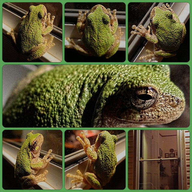 Little Green Tree Frog Collage
