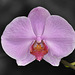 NICE: Parc Phoenix: Une orchidée.