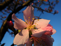 BESANCON: Une fleur de prunus (Prunus cerasifera).