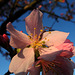 BESANCON: Une fleur de prunus (Prunus cerasifera).