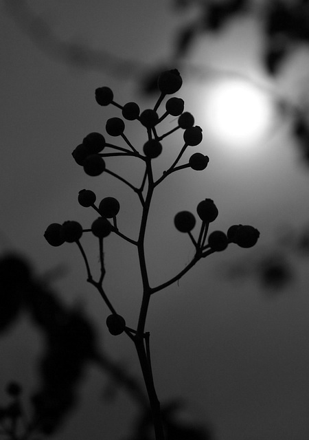 Silhouetted Berries