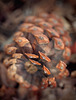 Isolated Ponderosa Pine Cone Scales