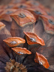 Lovely Group of Ponderosa Pine Cone Scales