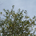 Salix daphnoïdes-Saule daphné