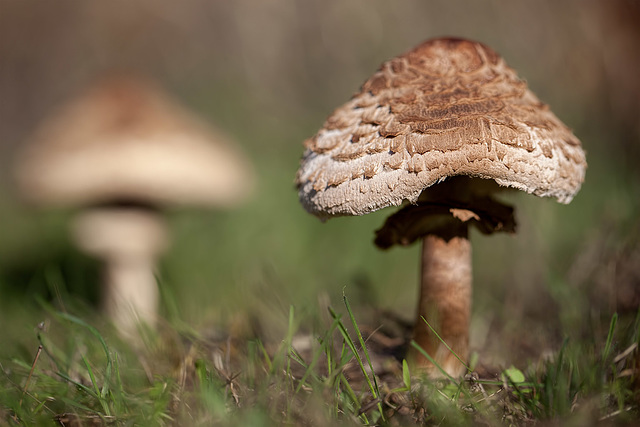 Pair of Mushrooms and Tips for Photographing Fungus
