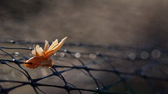 (Photography Chat!) Abstract Beauty: Deteriorated Orange Safety Tape on Plastic Netting