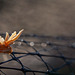 (Photography Chat!) Abstract Beauty: Deteriorated Orange Safety Tape on Plastic Netting