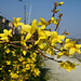 Fleurs jaunes : Forsythias