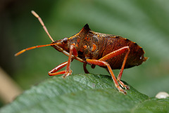 Spiked shieldbug (Picromerus bidens)