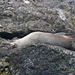 Reclining Fur Seal