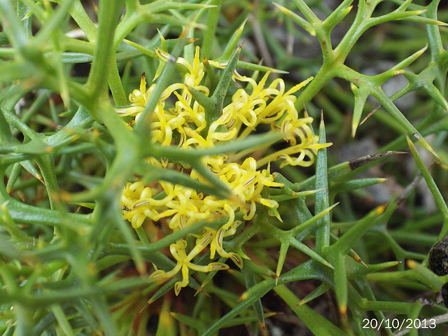 Isopogon ceratophyllus Flower (Horny Cone-bush)