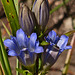 Gentians at Forgetmenot Pond
