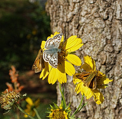 Common Checkered Skipper ( Pyrgus communis) and 2 Fiery Skippers