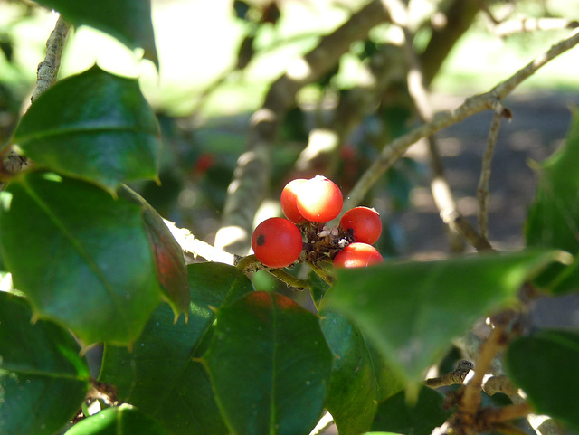 holly berries
