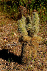 Teddybär Cholla Kaktus