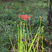 Red spider lily_a flower and buds