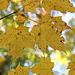 Maple leaves in fall