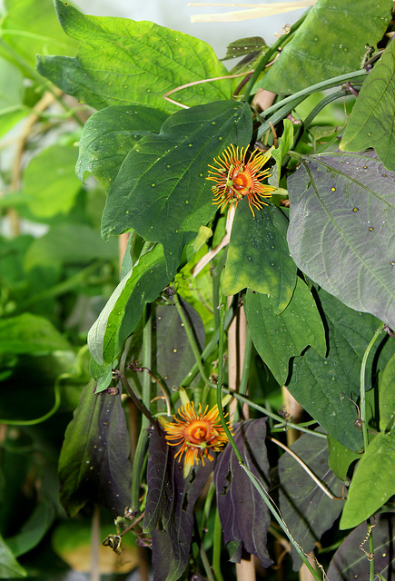 Passiflora 'Sunburst' (2)