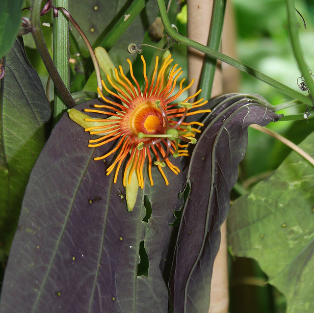 Passiflora 'Sunburst' (3)