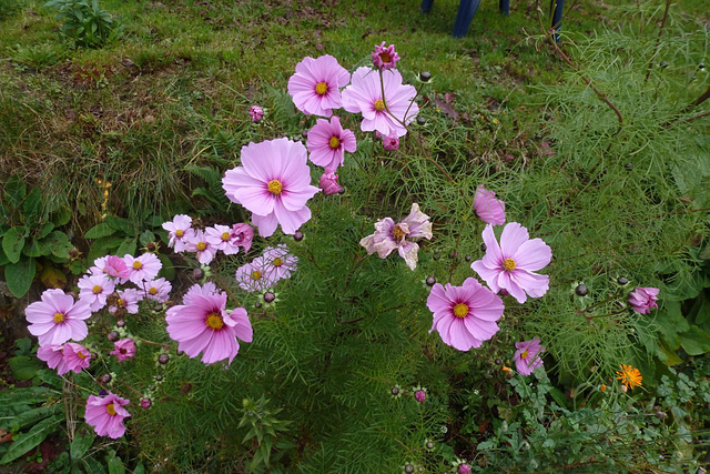 Blumen in meinem Garten - floroj en mia ĝardeno