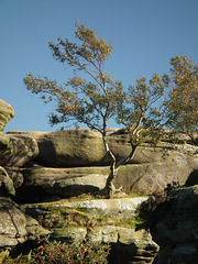 Tree growing in the rocks