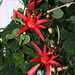 Passiflora murucuja (5)