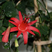 Passiflora murucuja (11)