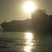 Containerschiff  MSC NURIA in der Morgensonne