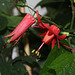 Passiflora murucuja (6)
