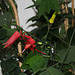 Passiflora murucuja (8)