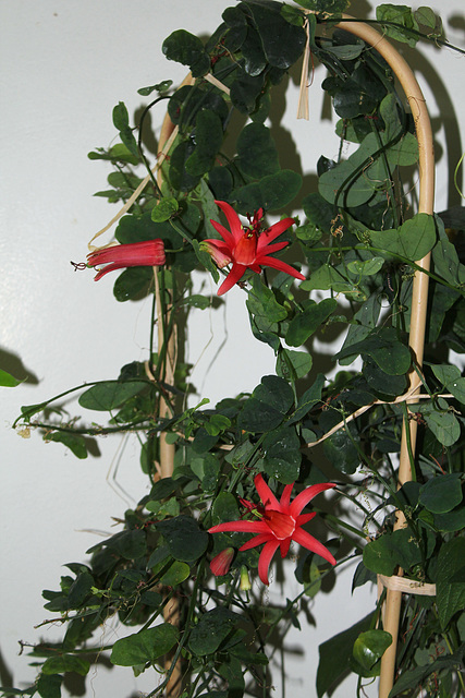 Passiflora murucuja (10)