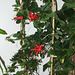 Passiflora murucuja (9)