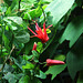 Passiflora murucuja (3)