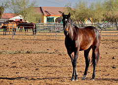 Equus Dressage