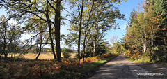 Autumn Country Road near Pluscarden Abbey, Moray