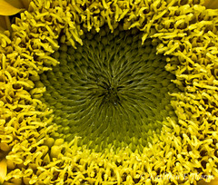 Mini Sunflower Macro 101713