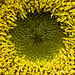 Mini Sunflower Macro 101713