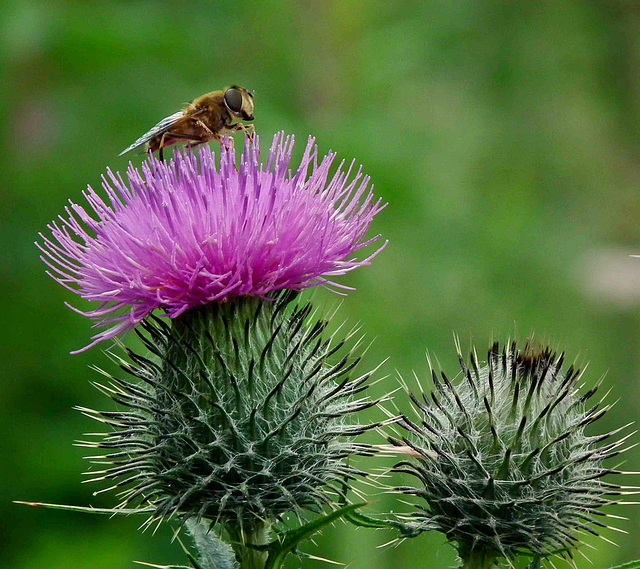 Macro Thistle and Hover Bee