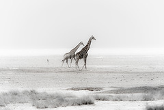 giraffes Etosha. Namibia