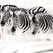 zebres Etosha. Namibia