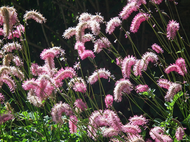 Fluffy pink Flowers!