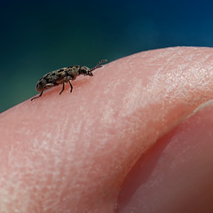 Itty Bitty Beetle on my Thumb