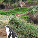 Rabbits and penguins