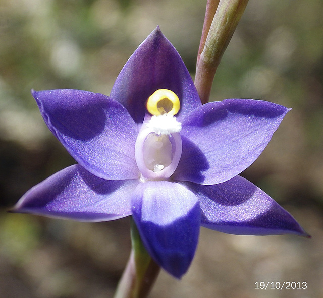 Thelymitra megcalyptra (Scented Sun Orchid)